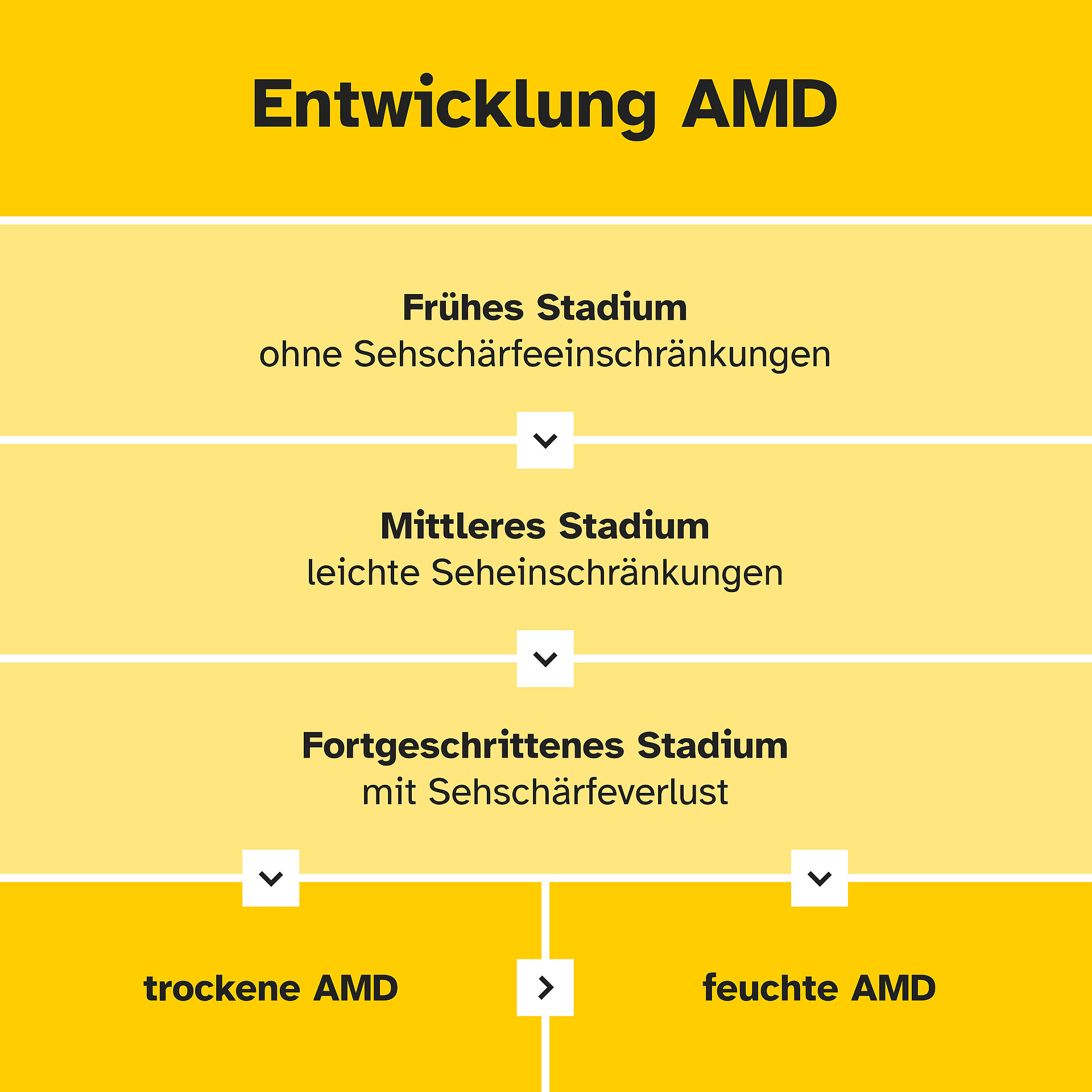 Grafik mit Frühes Stadium AMD/ ohne Seheinschränkungen bis fortgeschrittenes Stadium mit Sehverlust