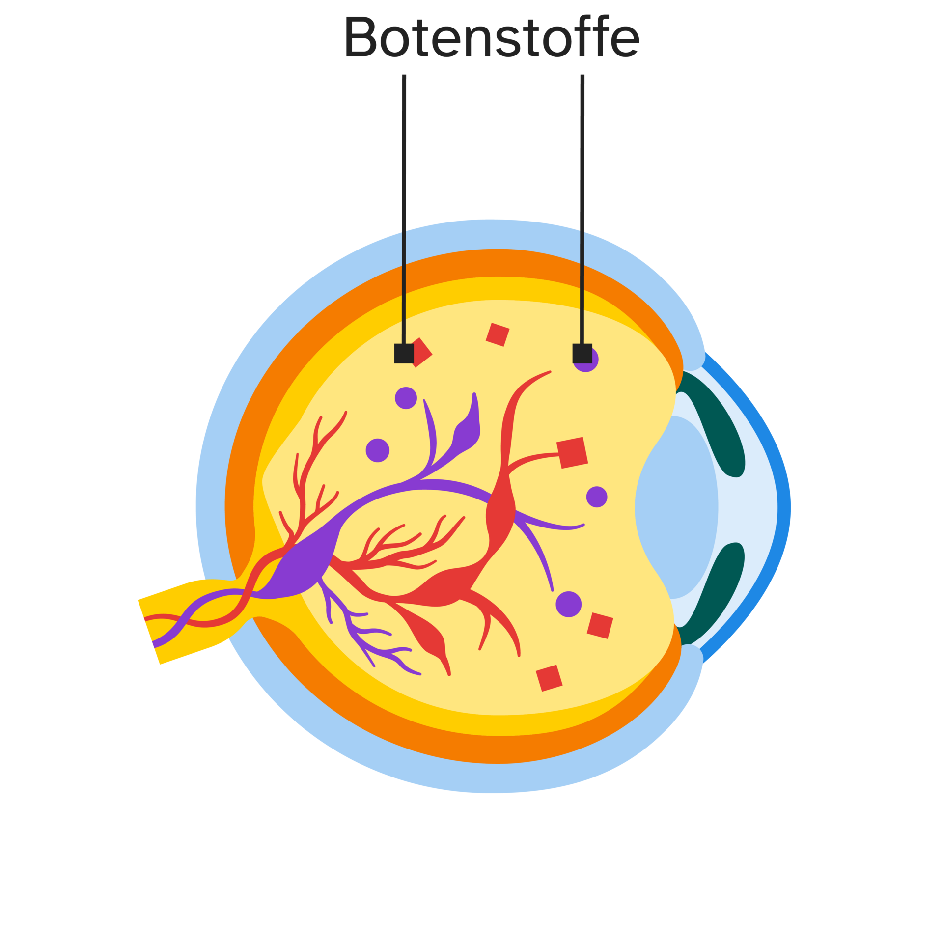 Ein Übermaß an Botenstoffen wie beispielsweise VEGF und Ang-2 führt zum Wachstum von krankhaften Blutgefäßen Ein Übermaß an Botenstoffen wie beispielsweise VEGF und Ang-2 führt zum Wachstum von krankhaften Blutgefäßen